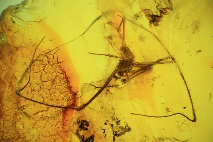 Detailed Fossil Daddy Longleg (Opiliones) In Baltic Amber #93859